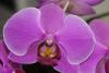 orchideen_2_t1.jpg