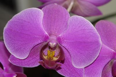 orchideen_2.jpg