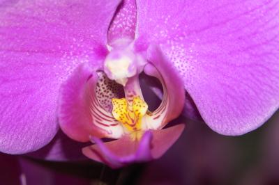 orchideen_3.jpg