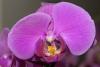 orchideen_4_t1.jpg