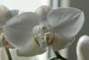 orchideen_t1.jpg