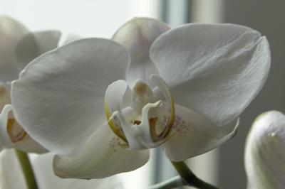 orchideen.jpg