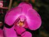 orchideen_10_t1.jpg