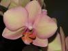 orchideen_11_t1.jpg