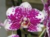 orchideen_9_t1.jpg