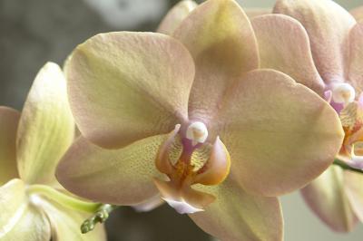 orchideen_1.jpg