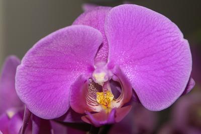 orchideen_4.jpg