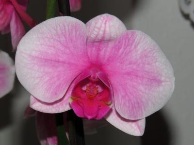 orchideen_12.jpg