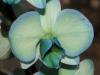orchideen_8_t1.jpg